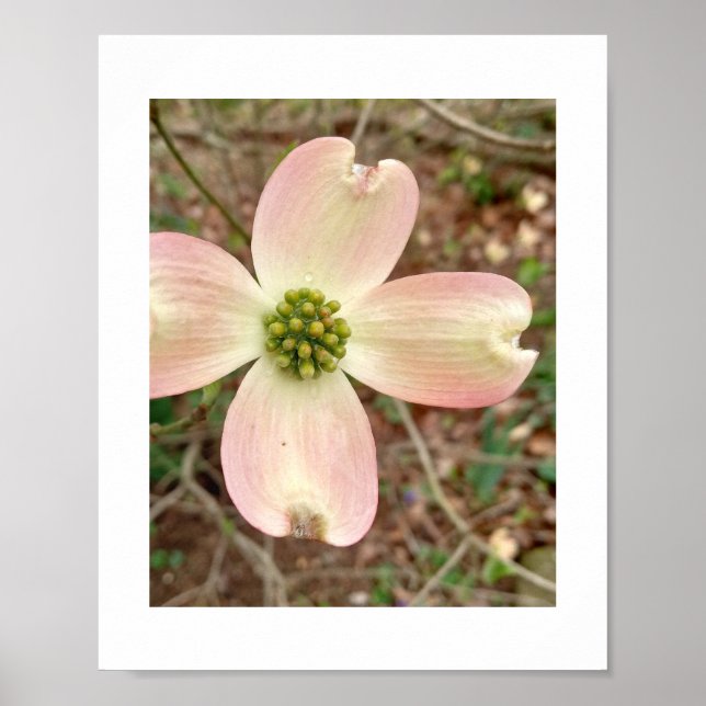 Poster Dogwood Blossom (Frente)