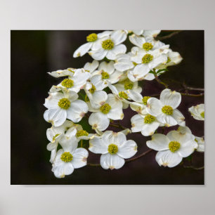 Poster Dogwood branco de florescência