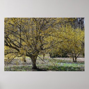 Poster Dogwood da cereja de cornalina e glória da neve