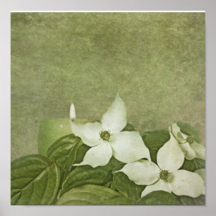 Pôster Dogwood de florescência
