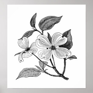 Pôster Dogwood de florescência