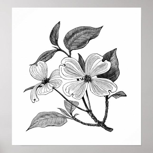 Pôster Dogwood Flor (Frente)