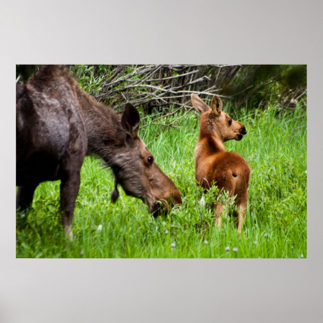 Poster Dois Alertas, Mãe E Bebê (Frente)