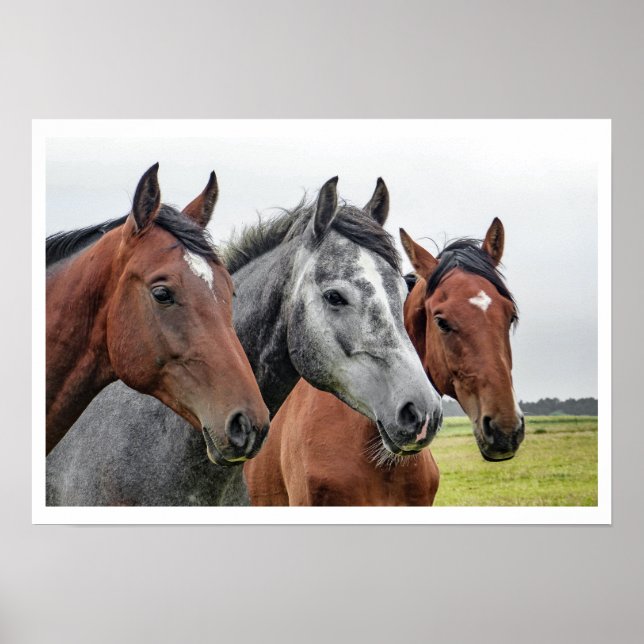 Poster Dois baías e uma Cinza, três cavalos em uma fila (Frente)