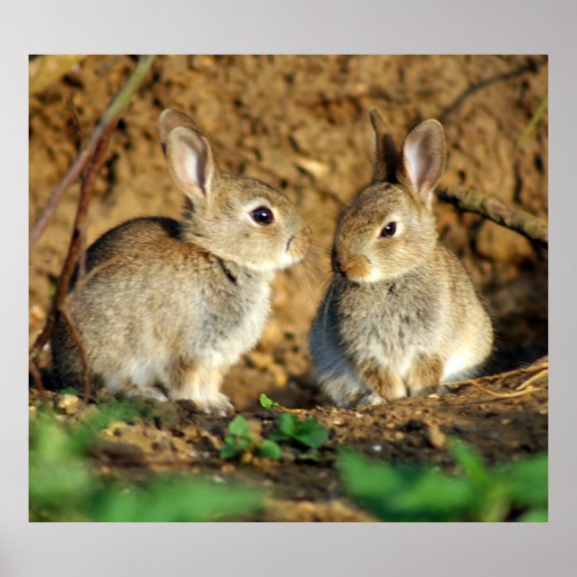 Poster Dois Bebês Bunnies (Frente)
