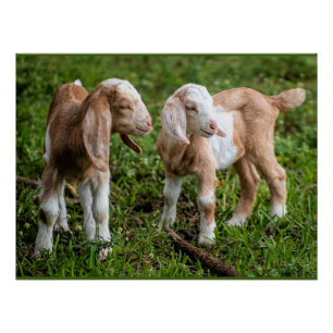 Pôster Dois Bebês Caprinos