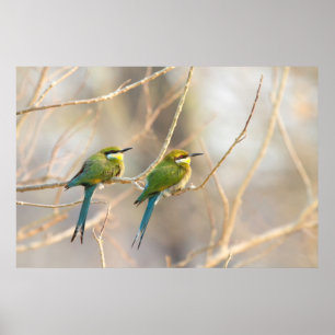 Poster Dois Bee-Comedores