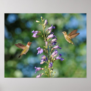 Poster Dois beija-flores em voo com flores