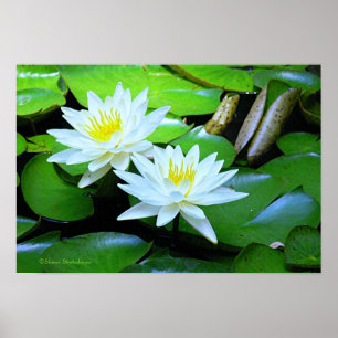 PÔSTER DOIS BLOSSOMS BRANCOS DE LOTUS EM PADS/FOTO DA LIL