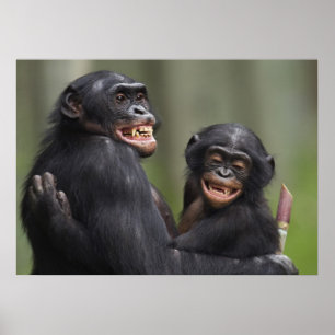 Pôster Dois Bonobos de sorriso