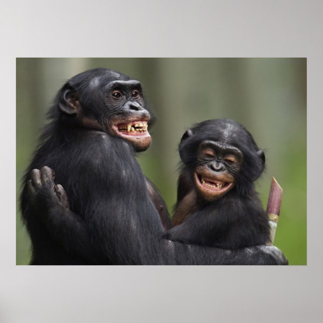Pôster Dois bonobos sorridentes (Frente)