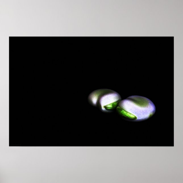 Poster Dois Broad Beans Wapcna (Frente)