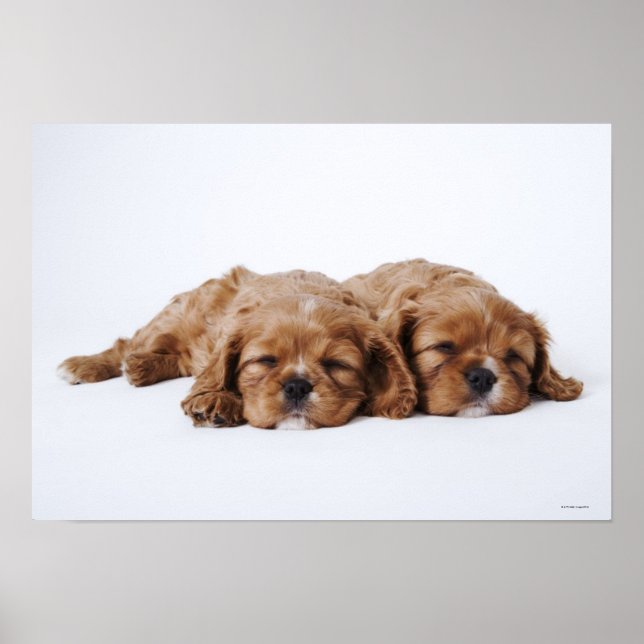 Poster Dois cachorros Cavalier King Charles Spaniel (Frente)