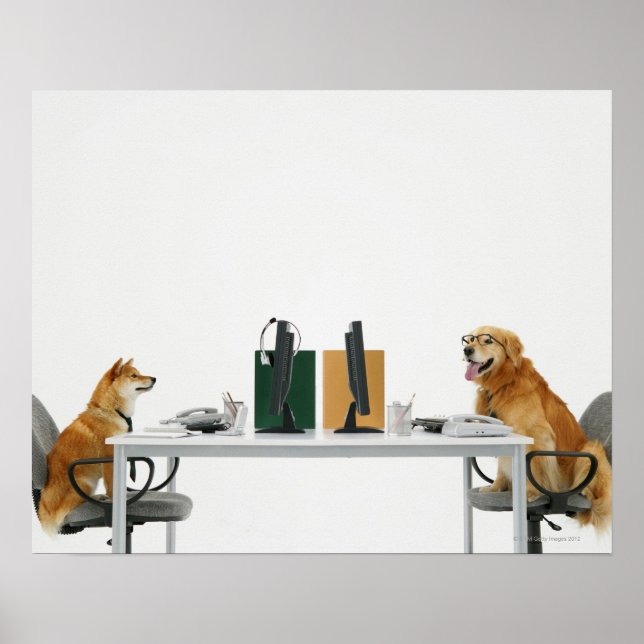 Pôster Dois cachorros vestindo gravata e óculos, sentados (Frente)