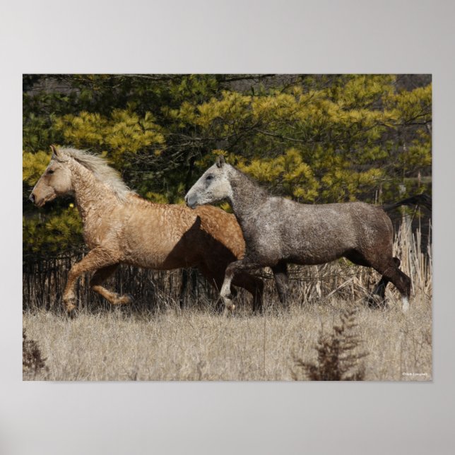 Poster Dois Cavalos De Bashkir Curly Correndo Juntos (Frente)
