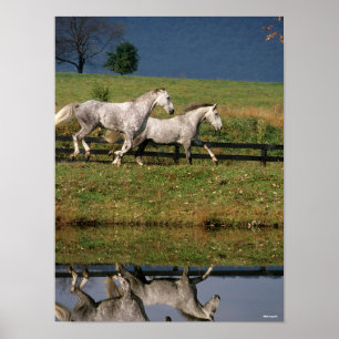 Poster Dois Cavalos De Percheron De Cinza De Amaciço
