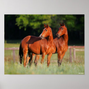Poster Dois Cavalos De Warmblood Em Campo