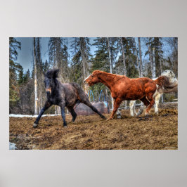 Pôster Dois Cavalos Galeria Equina com Raça de Cavalos