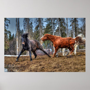 Pôster Dois Cavalos Galeria Equina com Raça de Cavalos