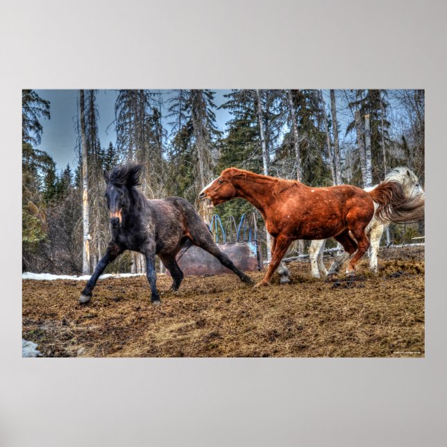 Pôster Dois Cavalos Galeria Equina com Raça de Cavalos (Frente)