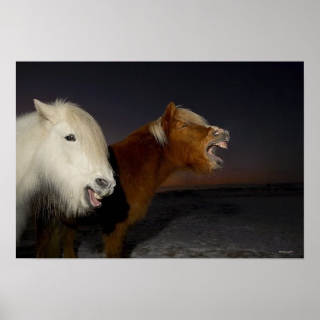 Pôster Dois cavalos islandeses (Frente)
