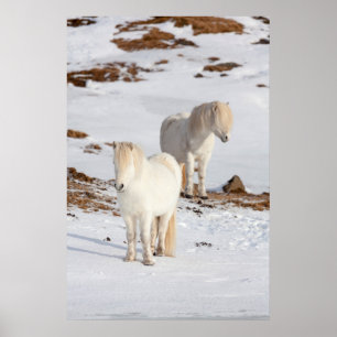 Poster Dois cavalos islandêses brancos