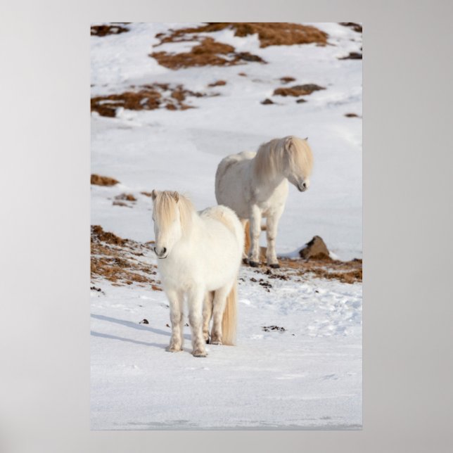 Poster Dois Cavalos Islandeses Brancos (Frente)