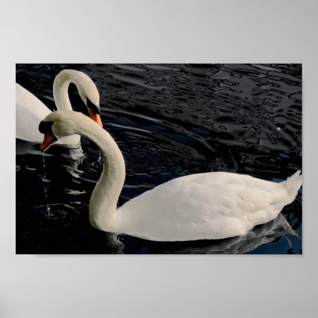 Pôster Dois Cisnes (Frente)