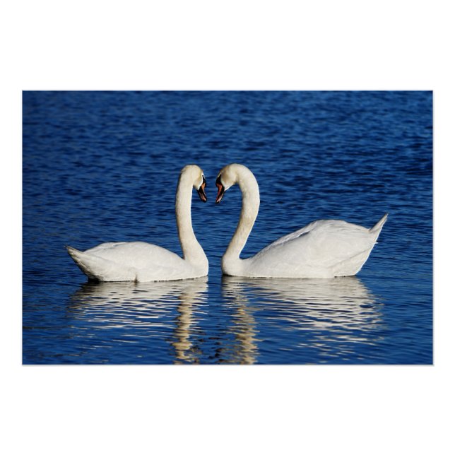 Pôster Dois Cisnes Brancos Formam Sinal de Coração (Frente)