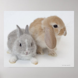 Poster Dois coelhos. Anão de Netherland e Holland Lop.