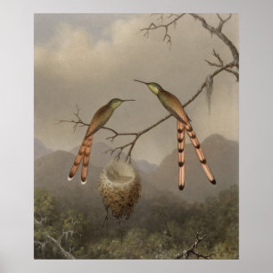Pôster Dois colibris com seus jovens