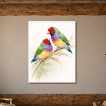 Dois Coloridos Pássaros Tentilhões de Gould