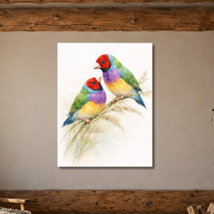 Poster Dois Coloridos Pássaros Tentilhões de Gould