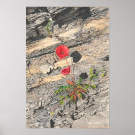 Poster Dois Cretáceos Cruéis