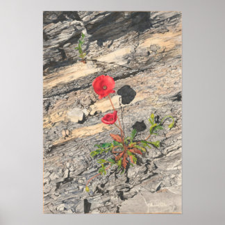 Poster Dois Cretáceos Cruéis