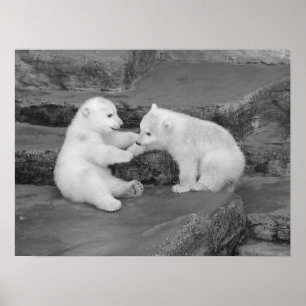 Pôster Dois Cubos de Urso Polar