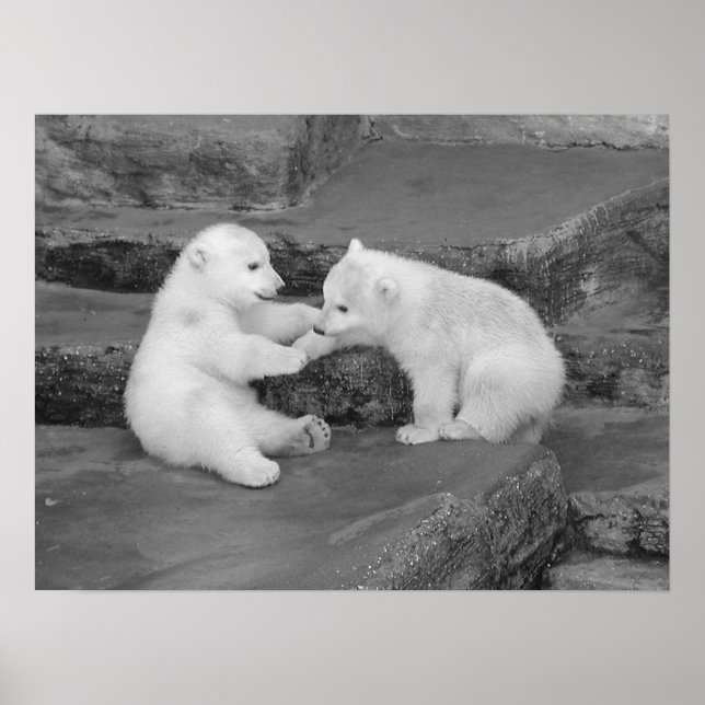 Pôster Dois Cubos de Urso Polar (Frente)
