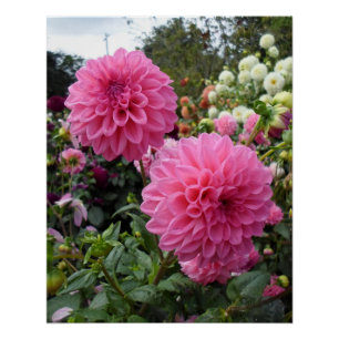 Pôster Dois Dahlias Rosa