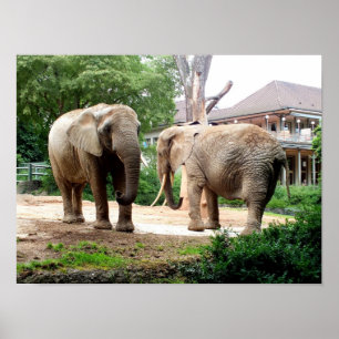 Poster Dois elefantes africanos