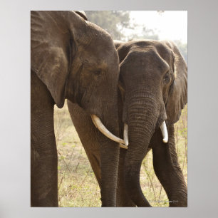 Poster Dois elefantes de Bush do africano (Loxodonta