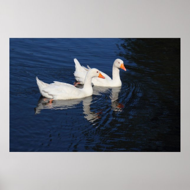 Pôster Dois Emden Geese (Frente)