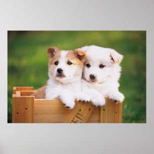 Poster Dois filhotes de cachorro