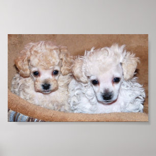 Poster Dois filhotes de cachorro da caniche de brinquedo
