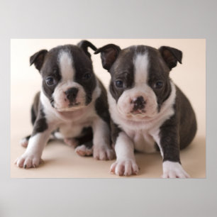 Pôster Dois filhotes de cachorro de Boston Terrier