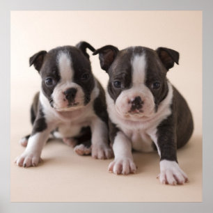 Poster Dois filhotes de cachorro de Boston Terrier