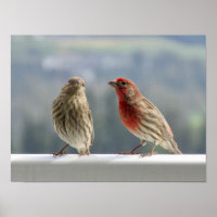 Dois Finches Flertando.