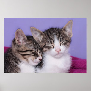 Pôster Dois gatinhos bonitos que Napping