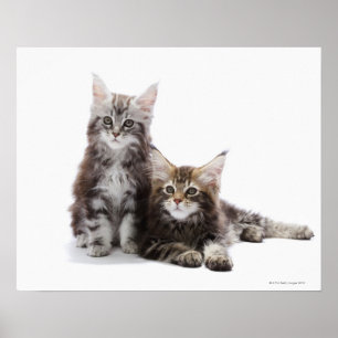 Poster Dois gatinhos do gato de racum de Maine