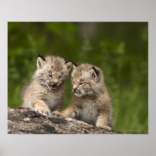 Poster Dois gatinhos do lince de Canadá (lince