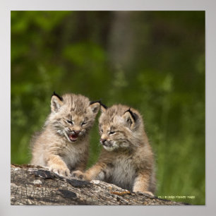 Poster Dois gatinhos do lince de Canadá que jogam em um